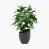 Planta Decorativa com Folhagem Verde em Vaso Preto