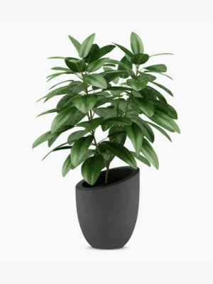Planta Decorativa com Folhagem Verde em Vaso Preto