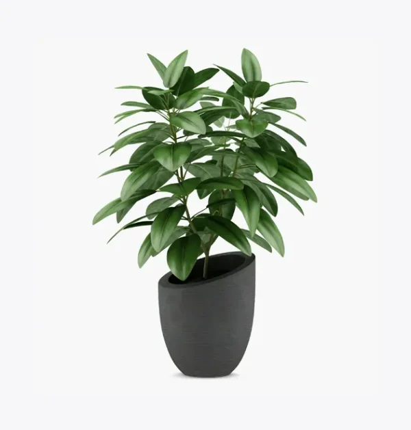 Planta Decorativa com Folhagem Verde em Vaso Preto