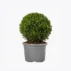 Kit com 2 Plantas Decorativas em Vaso de Madeira Geométrico