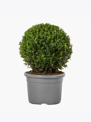 Buxinho Artificial em Vaso Clássico – Topiaria Redonda
