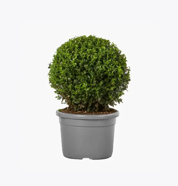 product-image-4_optimized Buxinho Artificial em Vaso Clássico – Topiaria Redonda