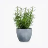 Kit com 2 Plantas Decorativas em Vaso de Madeira Geométrico