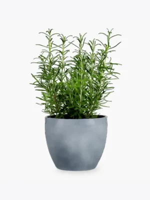 Alecrim Natural em Vaso de Cerâmica