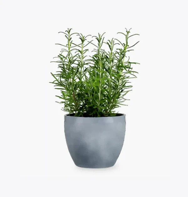 product-image-5_optimized Suculenta Decorativa em Vaso Preto Minimalista