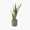Kit com 2 Plantas Decorativas em Vaso de Madeira Geométrico