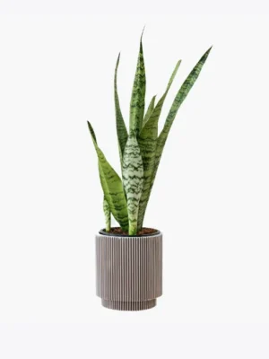 Espada-de-São-Jorge em Vaso Listrado Moderno