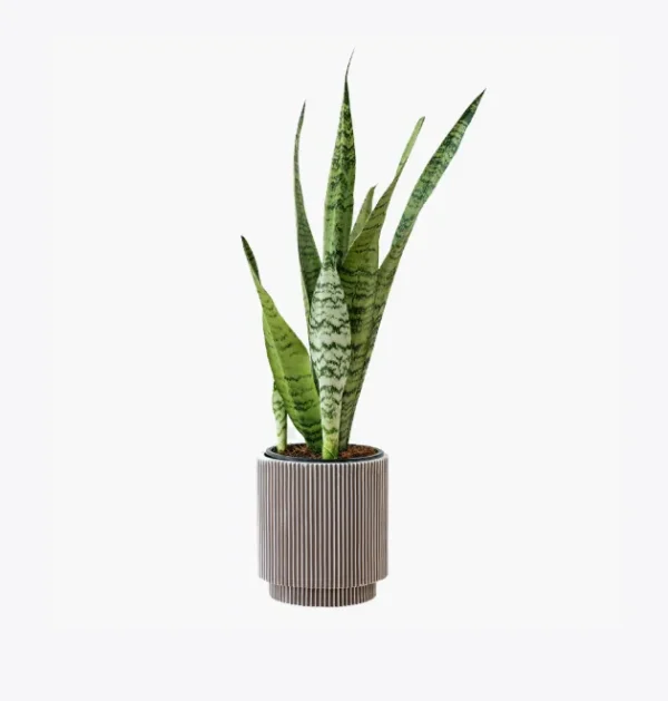 product-image-6_optimized Suculenta Decorativa em Vaso Preto Minimalista